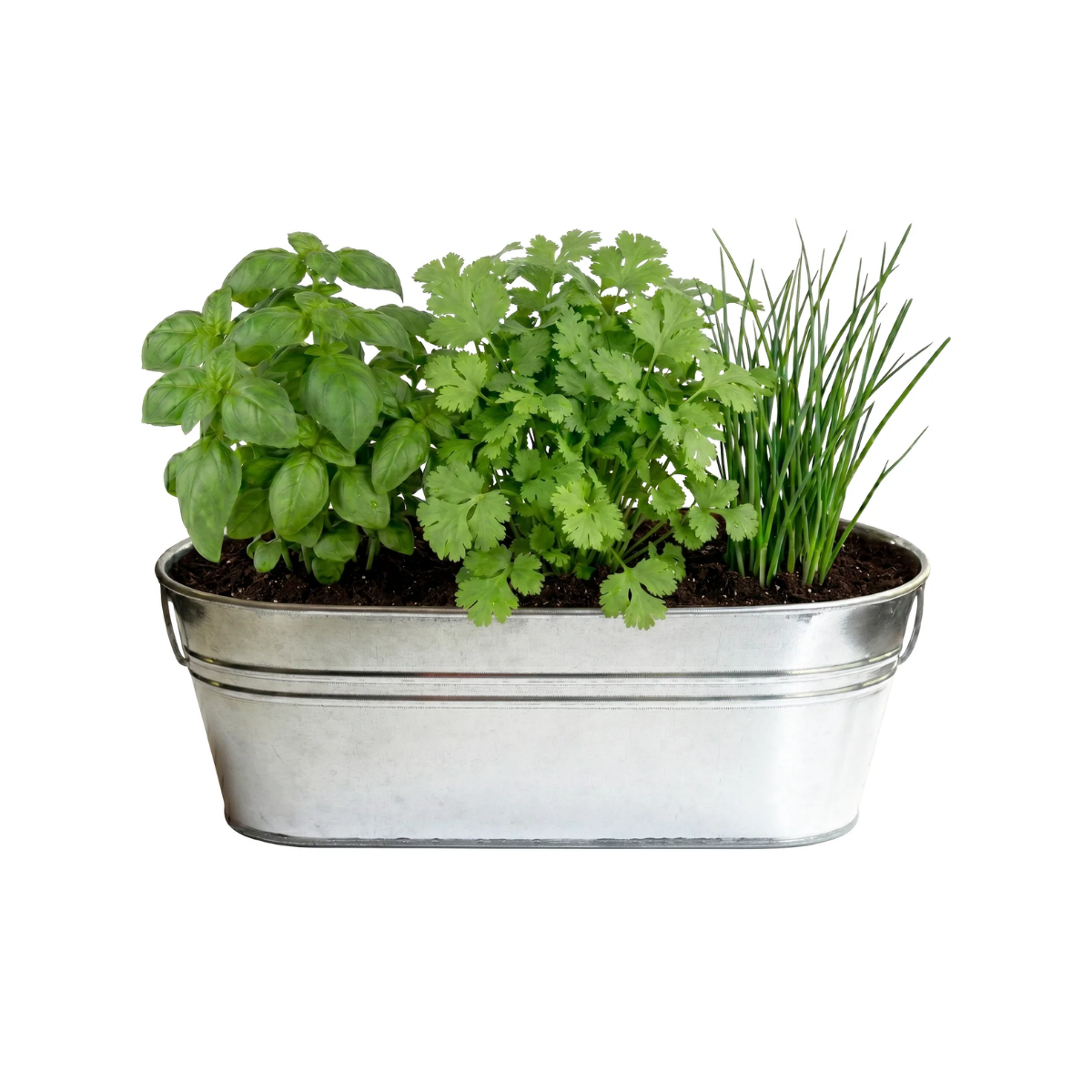 Organic Kitchen Herbs Grow Kit | Basil, Cilantro, & Chives